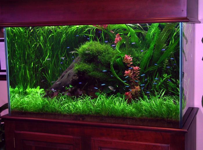 How to make an aquarium decoration